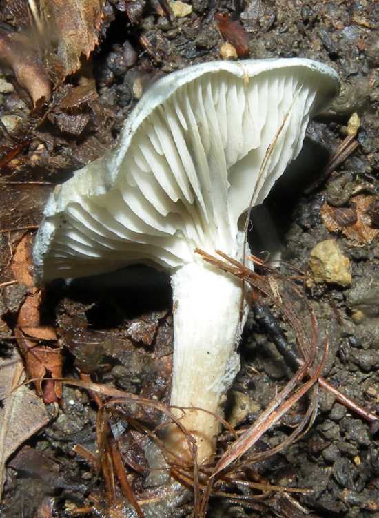 Potrebbe essere Clitocybe font-queri?